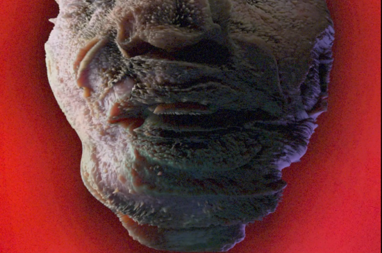 Filmstill Fiddlehead / Happy Mondays: Tart Tart [excerpt]